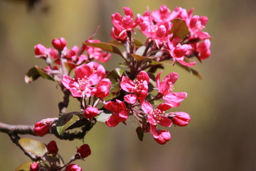 Branch of cherry red flowers and green leaves with the blurry flowers on the background