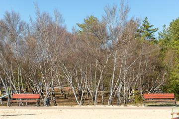 Alley with wooden benches on the background of a birchwood. Relax in the quiet park.