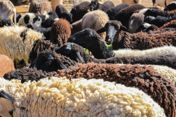 wool sheep for sale