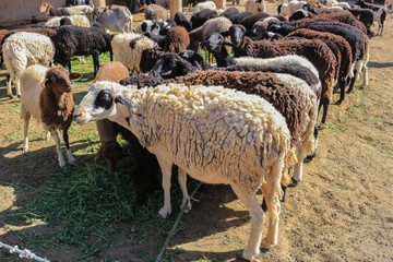 Obraz premium wool sheep for sale