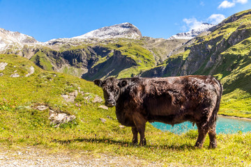 Schwarze Kuh auf einer Almwiese im Gebirge