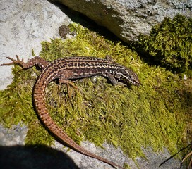 lézard