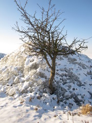 Tree in the ice