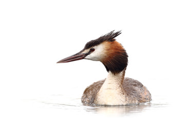 Great crested grebe