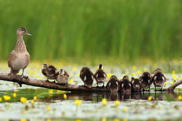 The mallard or wild duck (Anas platyrhynchos) duck with young on branch lying in water - obrazy, fototapety, plakaty