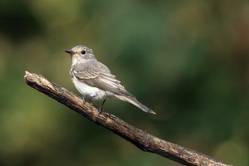 The spotted flycatcher (Muscicapa striata) sitting on the branch with green background