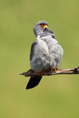 The red-footed falcon (Falco vespertinus), formerly western red-footed falcon sitting on the branch with green background