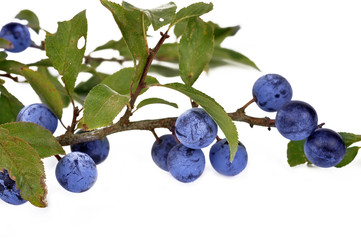 Blackthorn (Prunus spinosa)