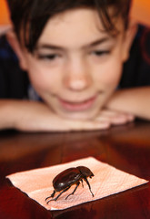 keen teenage boy investigate bug