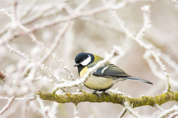 Great tit bird sitting on a frosted tree © manfredxy