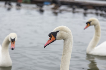 Fototapeta premium Beautiful swans swim in the frozen river Danube in winter season.