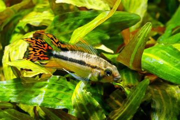 cockatoo dwarf cichlid