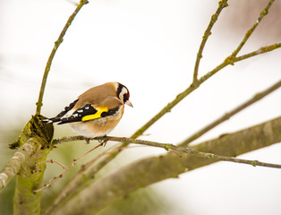 European goldfinch bird sitting on a tree