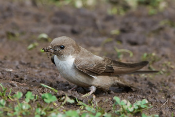 Eurasian crag martin (Ptyonoprogne rupestris)