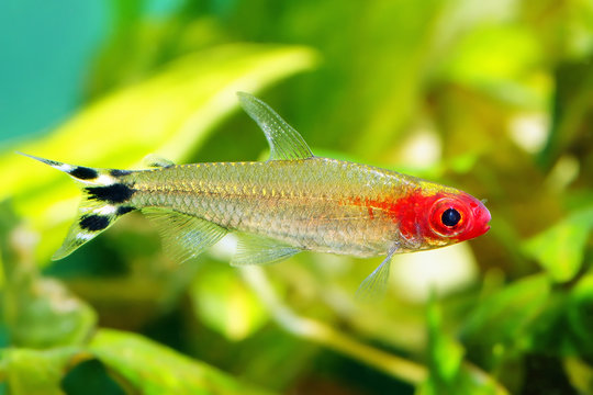 Rummynose Tetra fish