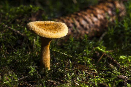 mushroom macro photo