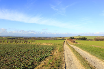 Fototapeta na wymiar sunny winter farmland