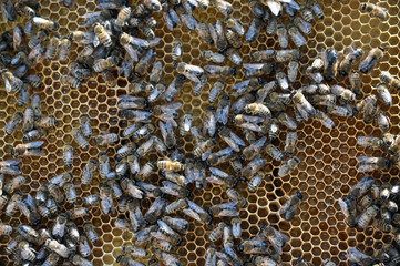 Vertical frame hive of bees, drones, sealed honey and brood closed