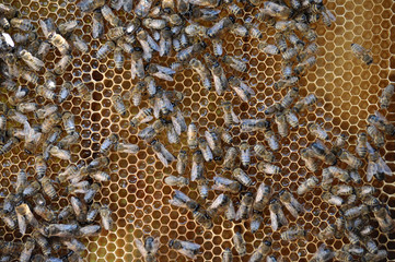 Vertical frame hive of bees, drones, sealed honey and brood closed
