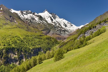 Meadows below Grossglockner, Alps, Austria