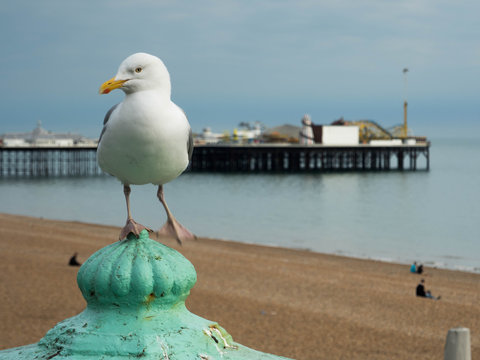 Seagull At Brighton Beach With Pier, England