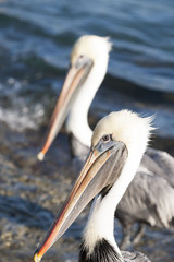 Pelican