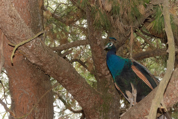 Fototapeta premium bird
