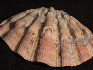 Shell