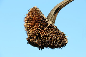 Nahaufnahme einer vertrockneten Sonnenblume, Helianthus annuus
