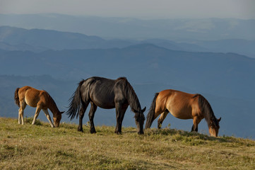 Horse pasture by Beklemeto area in Balkan mountain, Bulgaria