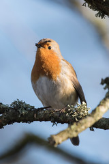 European Robin, Erithacus rubecula, Robin, Birds