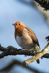 European Robin, Erithacus rubecula, Robin, Birds