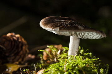 mushroom macro photo