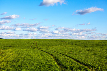 green spring field with cloudy blue sky