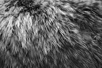 texture is light fur for background