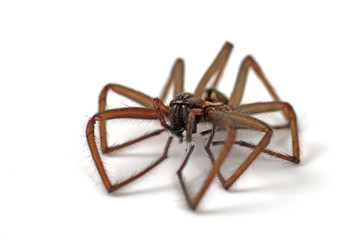 Tote Spinne