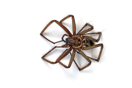Leblose Hausspinne