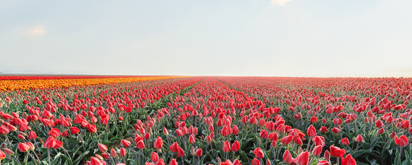 tulip field with sky