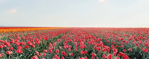 Door stickers Tulip tulip field with sky