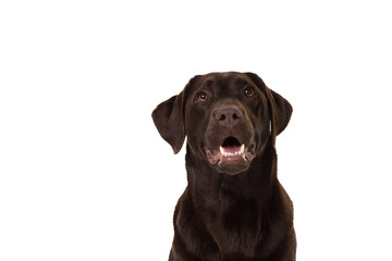 Chocolate brown female  labrador isolated in white