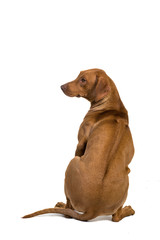 Rhodesian Ridgeback from behind isolated in white showing his ri
