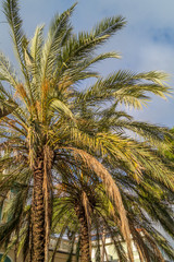 palm trees in the foreground of the sea, illuminated by the sun