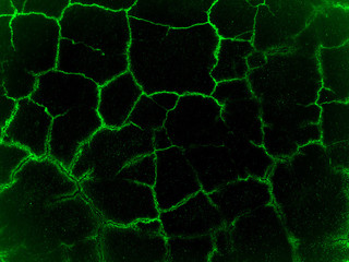 Wall fragment with green cracks