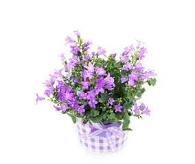 Campanula pink bell flowers in a bucket isolated on a white back