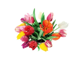 Tulips in flowerpot. Isolated on white background