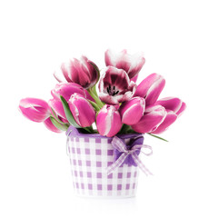 Pink tulips in a bucket isolated on a white background