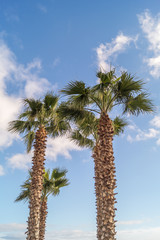 palm trees in the foreground of the sea, illuminated by the sun