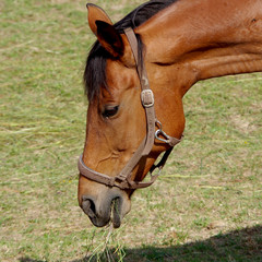 Horse eats grass