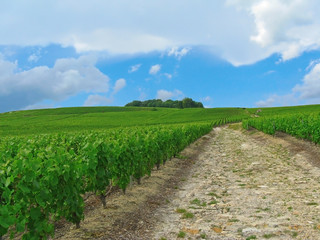 Obraz premium Vineyard in Champagne, France