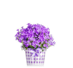 Campanula pink bell flowers in a bucket isolated on a white back